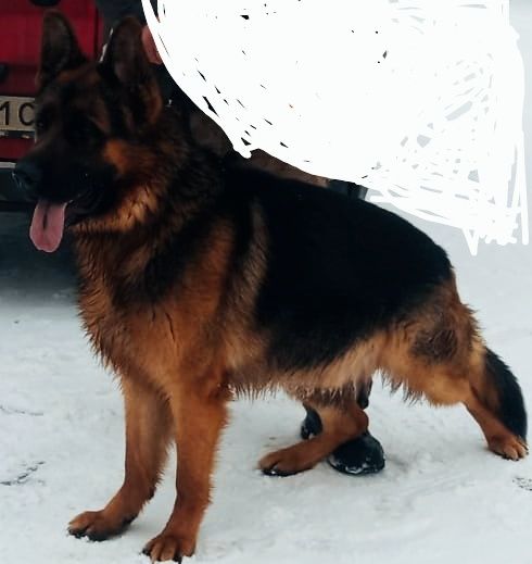 Продам цуценят німецької вівчарки