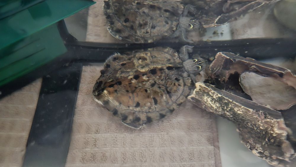 Aquário com tartarugas