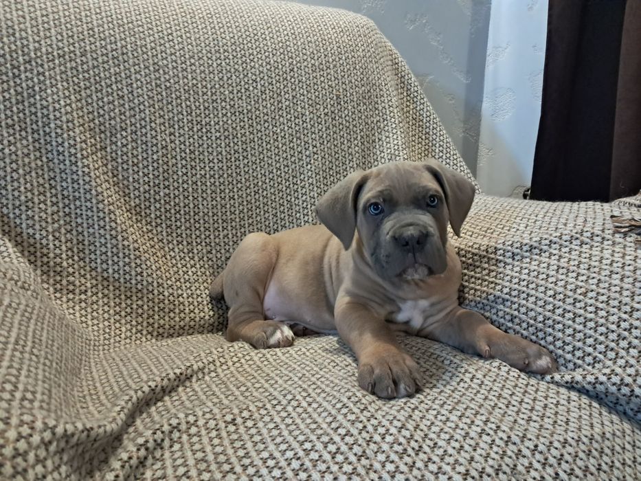 Щенята кане корсо