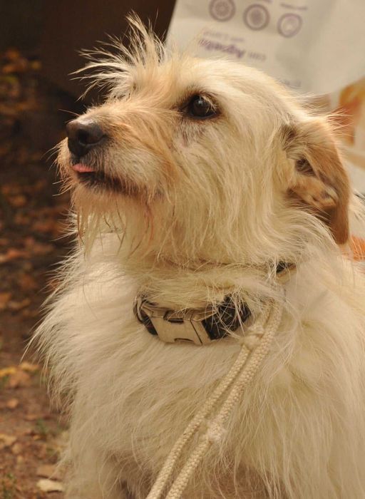 LOTTA - wyjątkowa suczka do adopcji