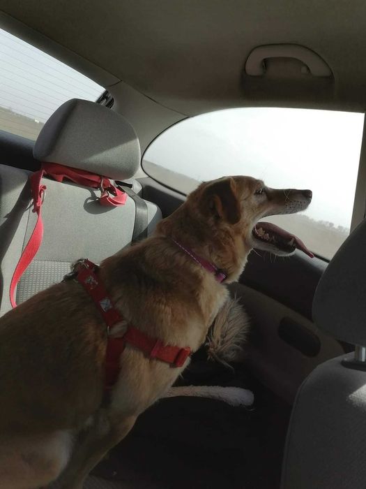 Lola - uwielbia bieganie po łąkach i spokój