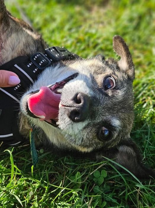 Nemo – mały, łagodny piesek po przejściach szuka domu. Adopcja!