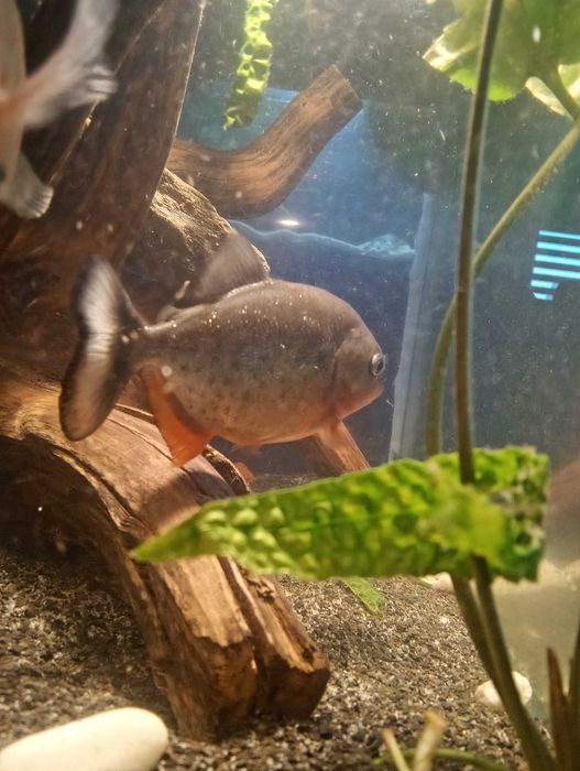 Piranie pacu/natterera