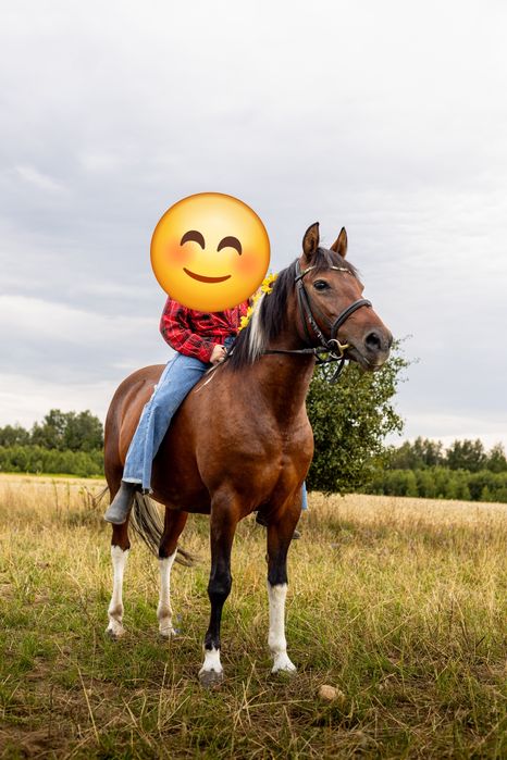 Piękna klacz huculska