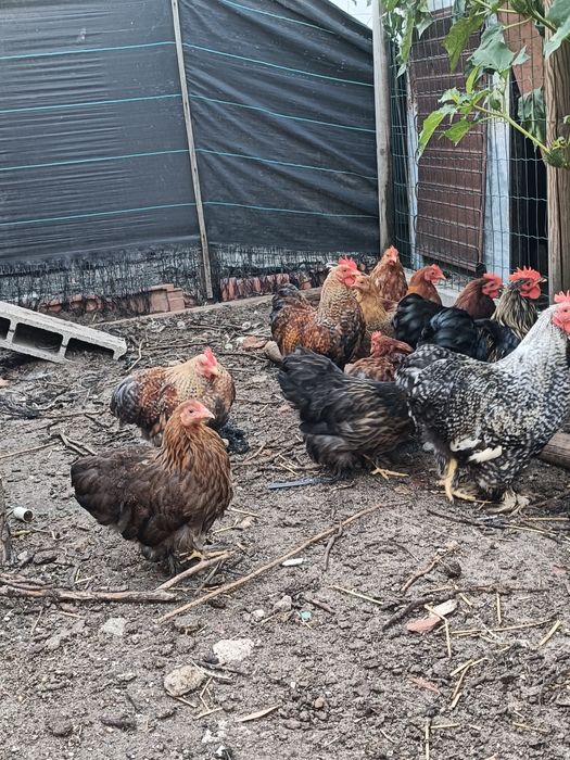 Pekins Várias Cores