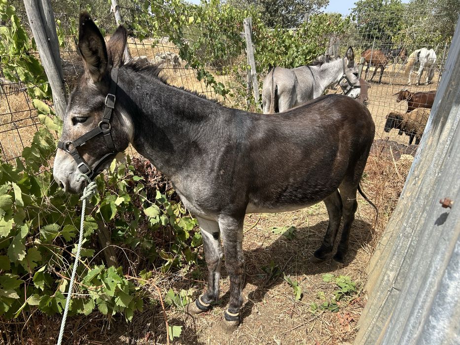 Vendo burro inteiro