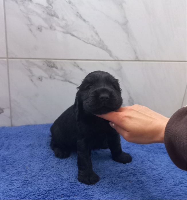 Cocker Spaniel Angielski Piesek