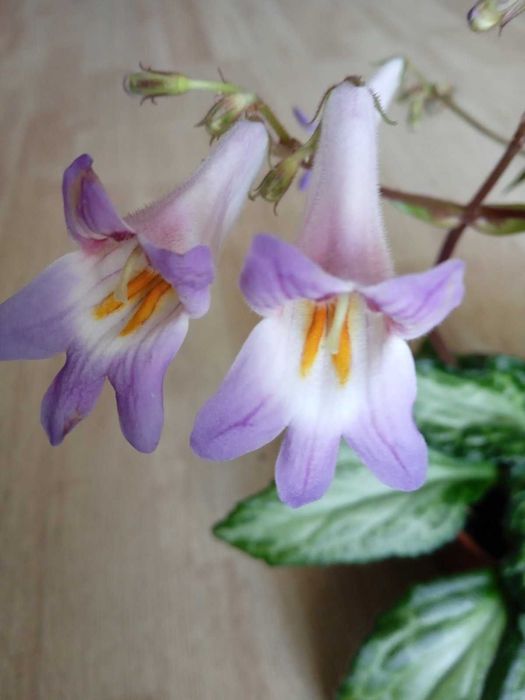 Хирита примулина     Sihehsis Hisako,   Dryas,..