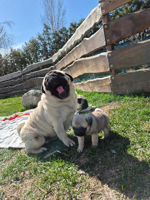 Cudowne zabawne mopsiki