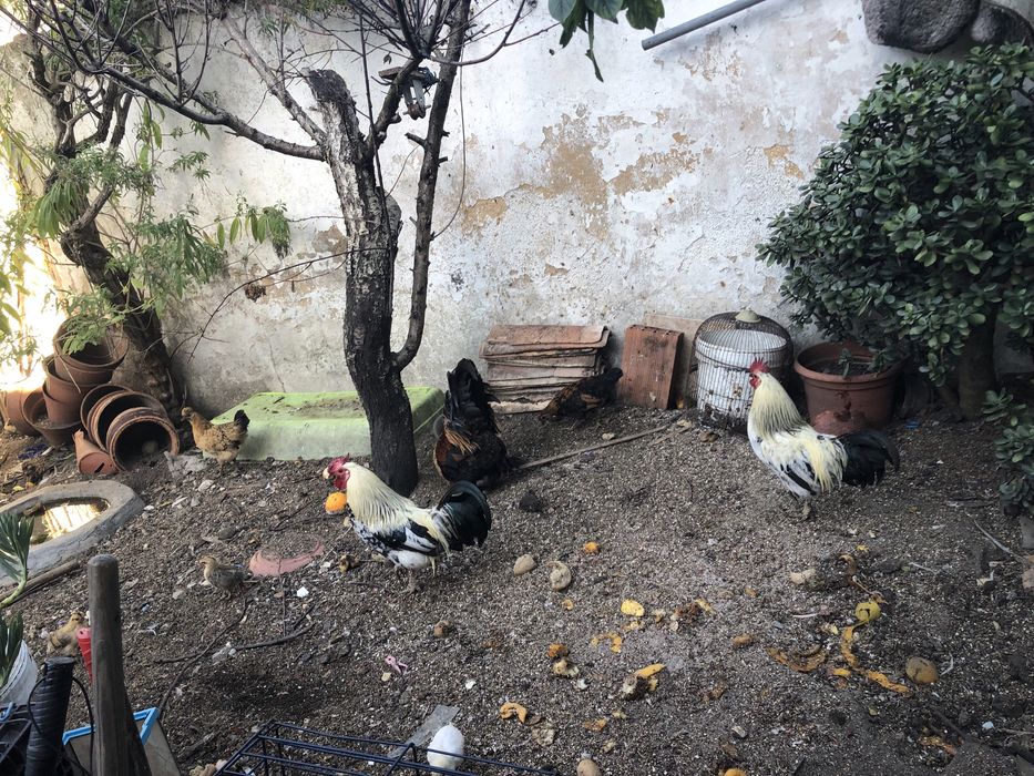 Coquixos disponiveis