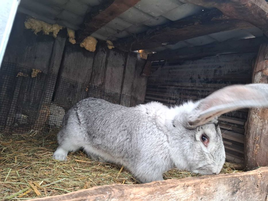 Sprzedam samca 8kg łodzki