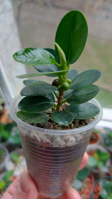 Фикус Панда (Ficus Panda)