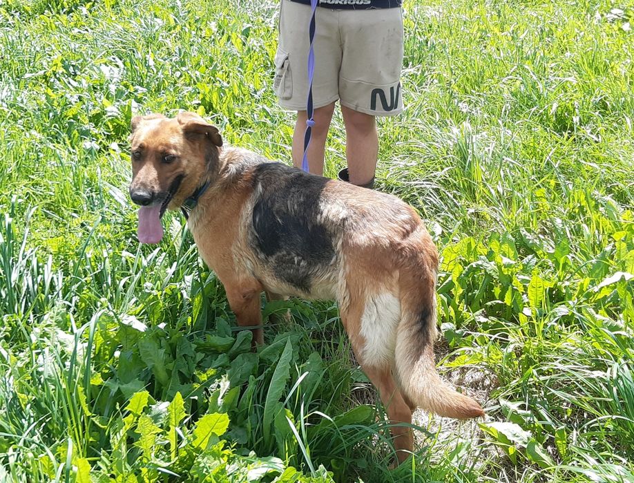 Kora - cudowna sunia w typie owczarka niemieckiego