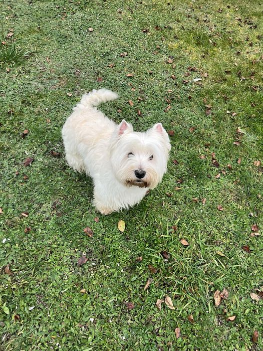 Suczka west highland white terier