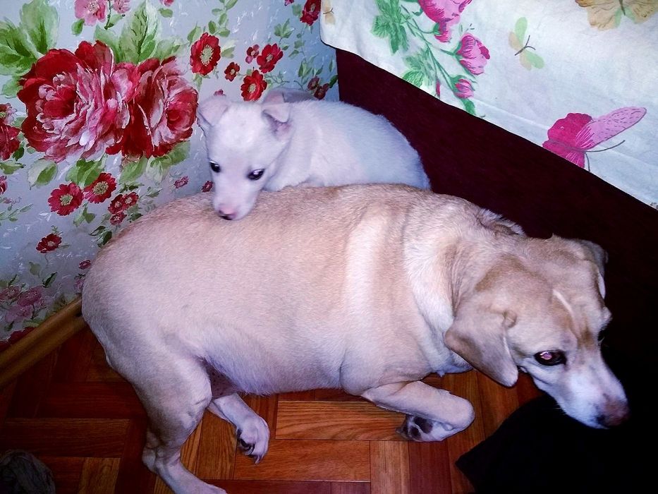 Білосніжні цуцики в подарунок