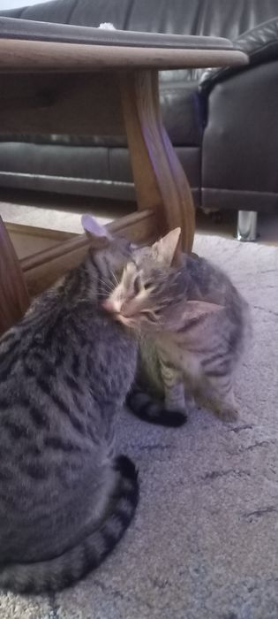 Oddam kotki w dobre ręce.