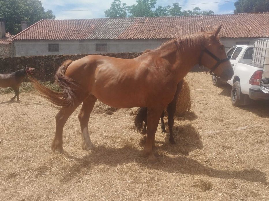 Égua bretona Laza