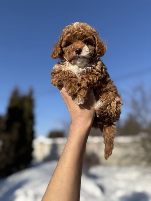 Карамельні мальтіпу