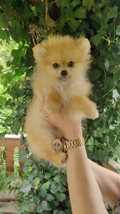 Pomeranian rozm XS Szpic Miniaturowy ZKwP/FCI