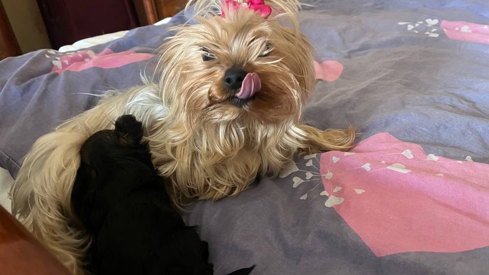 Цуценя міні-йорк