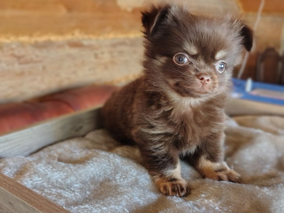 Chihuahua długowłosy, piesek, mini piesio