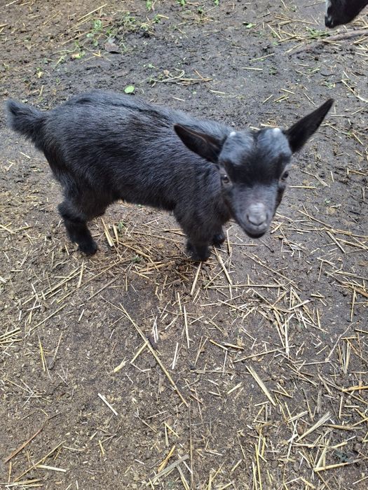 Cabritos anões  com 3 meses