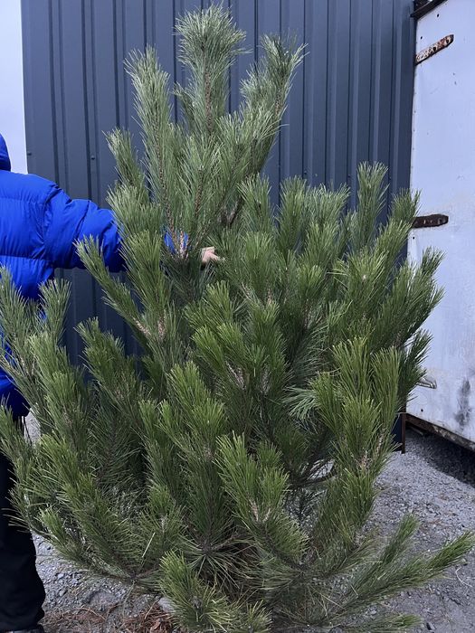 Ялинка , живая елка, пишная елка , сосна , ялинка кримка ёлка