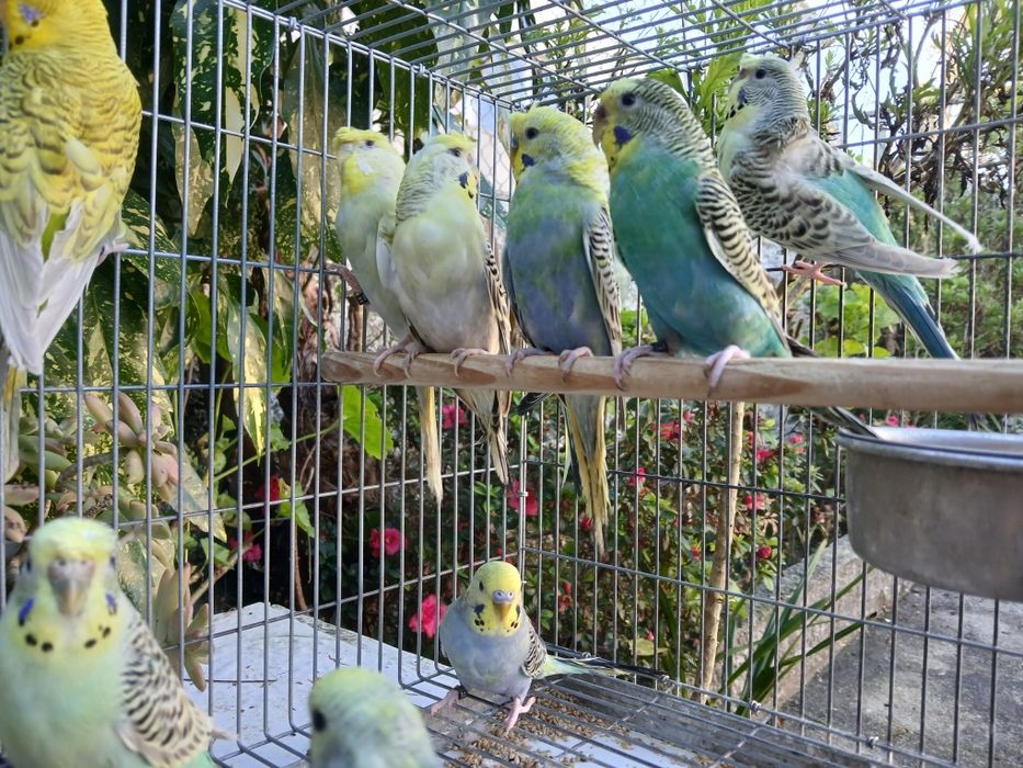 Periquitos Várias Mutações
