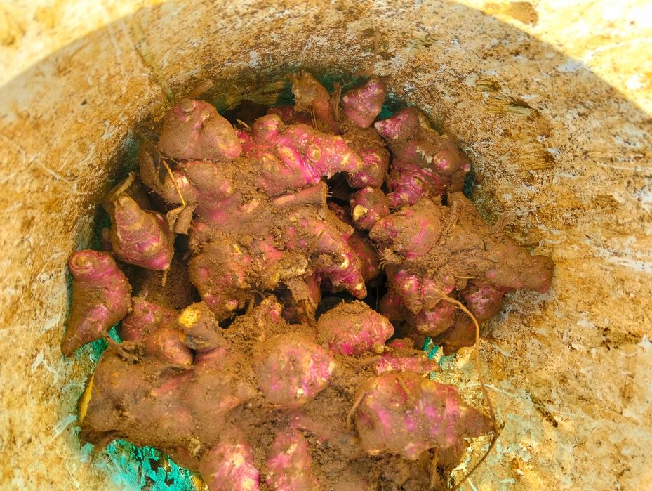 Batata Yacon  rizomas