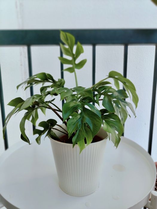 Monstera minima // planta interior