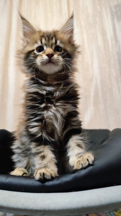 Продам Мейн-кунят