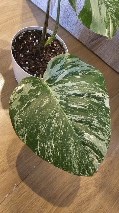Sprzedam monstera deliciosa variegata..okazja