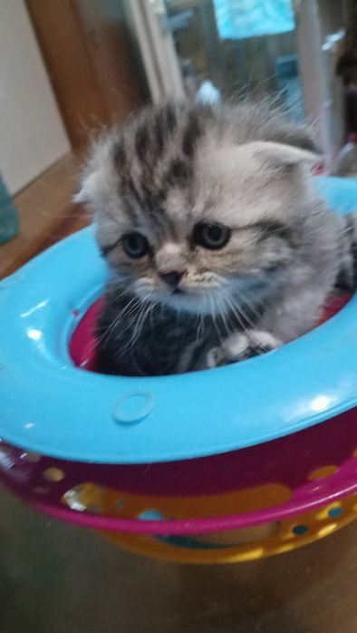 Скотиш  страйт Шотландские котята