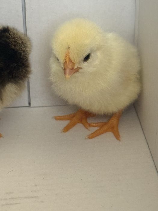 Vendo 4 pintos Serama (não puros)