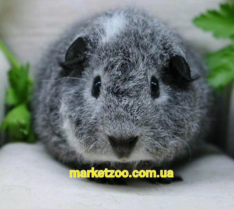 Морские свинки,свиночки,морські свинки,морська свинка,мурчак, cavia