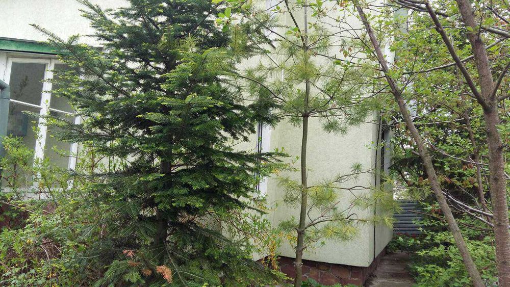 Продаж будинку в с. Чишки