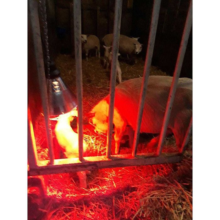 Lampa grzewcza, oprawa, sztuczna kwoka promiennik czerwony ZESTAW