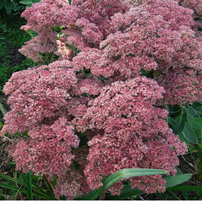 Сукулент Седум, багаторічний