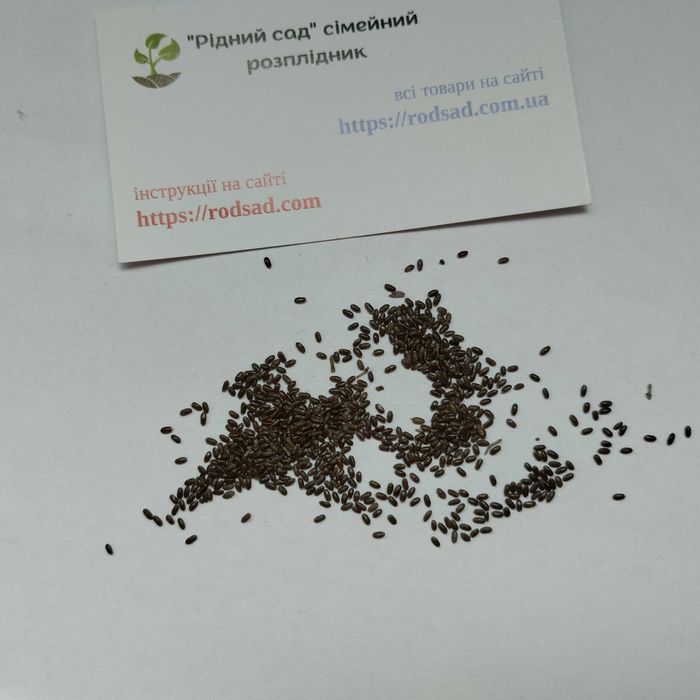 Лаванда насіння 5 сортів Sineva, біла, Hidcote, Rosea, Munstead семена