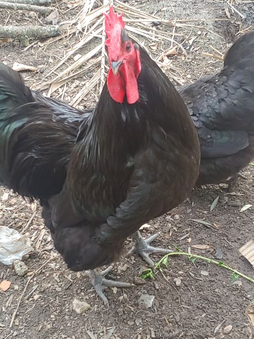 Aves ornamentais de excelente linhagem