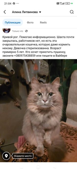 Кошечка с шахты бесплатно. Котенок даром. Кошка. Котята.