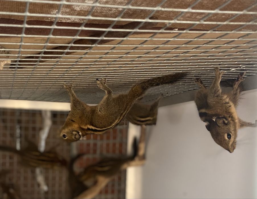 Wiewiorki chinskie samce samice