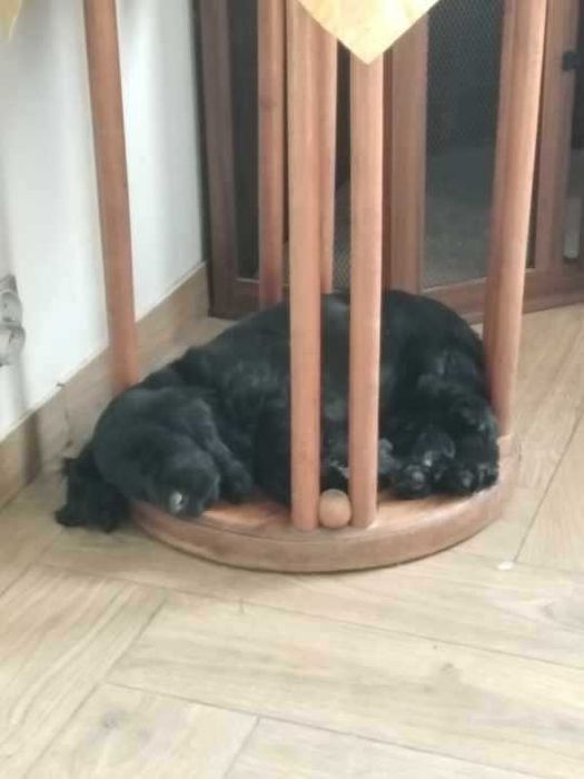 Cocker Spaniel Angielski  Czarna suczka RODOWÓD ZKwP (FCI)