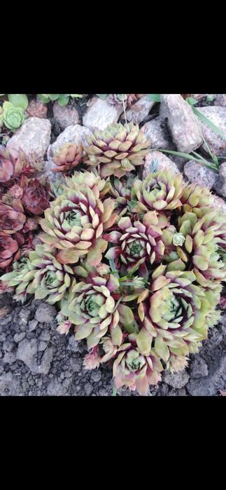 Продам кам'яні рози.