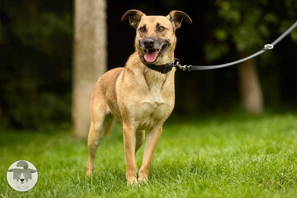 Zuzia na tropie domu