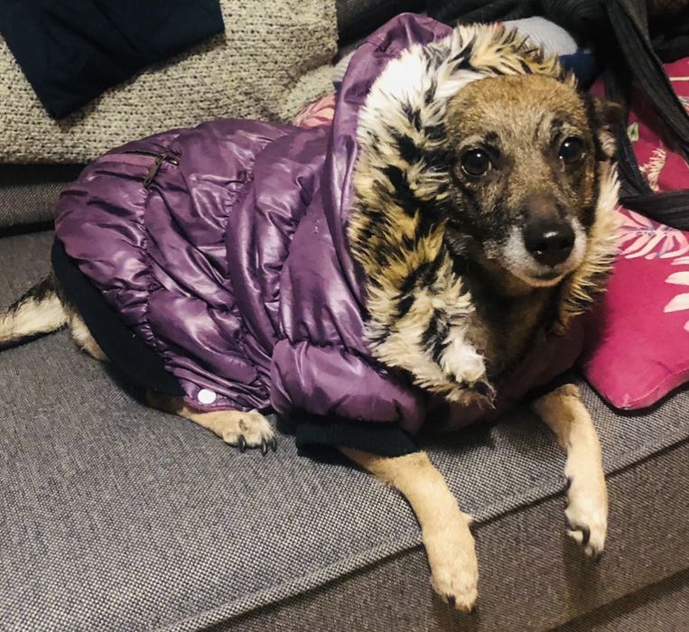 Fioletowa Kurtka Puffer z Kapturem dla Psa – Ciepła i Stylowa