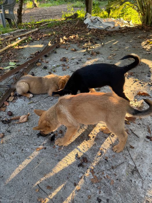 Cães arraçados pastor alemão
