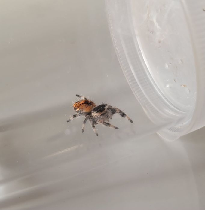Phidippus Regius Soroa