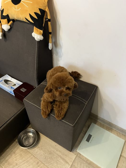 Той пудель редбраун тикап чашка тікап