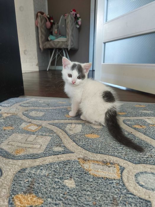 Киця в добрі руки